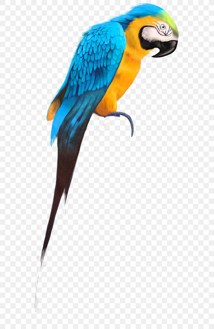 Parrot Budgerigar Bird Cockatiel Pet, PNG, 1087x1670px, Parrot, Abdominal Exercise, Beak, Bird, Bird Feeder Download Free