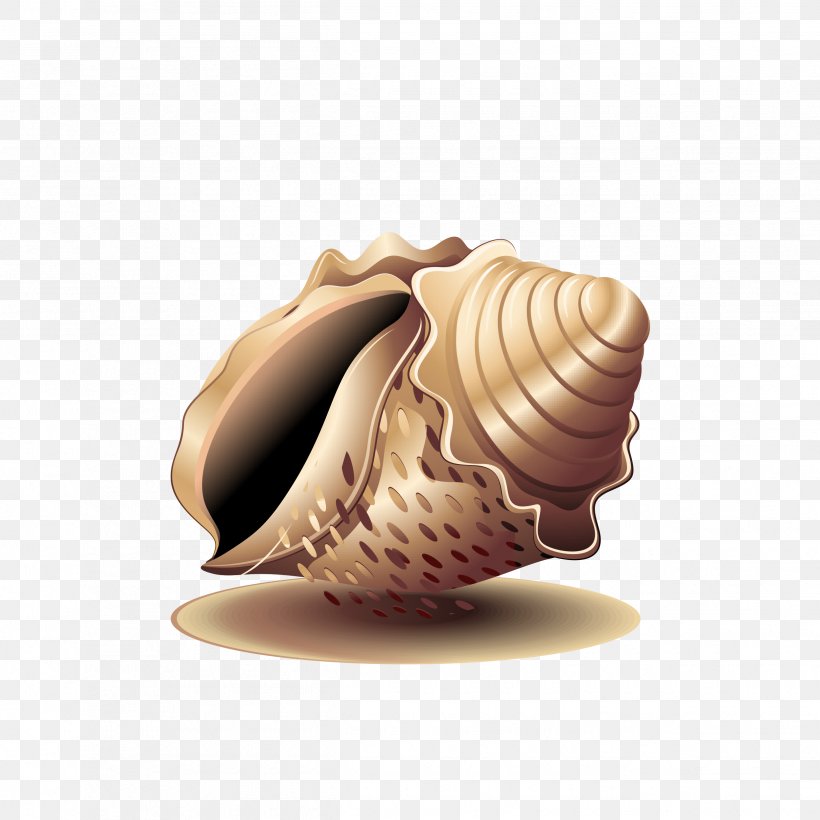 Seashell Cockle Sea Snail, PNG, 2495x2495px, Seashell, Caracol, Clam, Clams Oysters Mussels And Scallops, Cockle Download Free