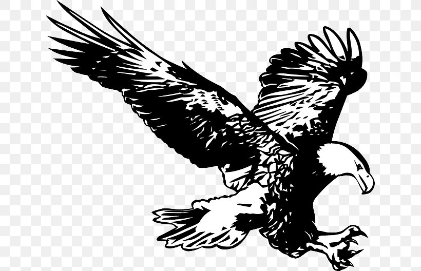 Easthampton Bald Eagle School Education, PNG, 640x528px, Easthampton, Accipitriformes, Bald Eagle, Beak, Bird Download Free