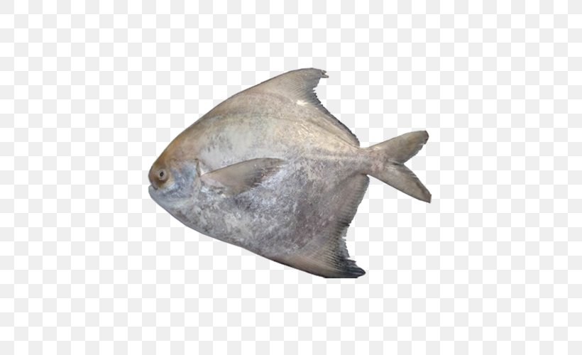 Fish Surimi Pampus Argenteus Pomfret Al Noor Exports, PNG, 500x500px, Fish, Cod, Fauna, Fin, Fish Products Download Free