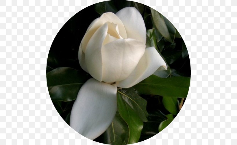 Gardenia Flowering Plant Japanese Camellia Magnoliaceae, PNG, 500x500px, Gardenia, Camellia, Family, Flower, Flowering Plant Download Free