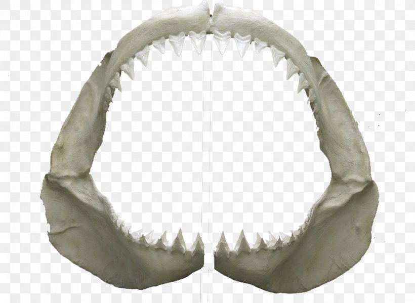 Jaw, PNG, 1200x877px, Jaw Download Free