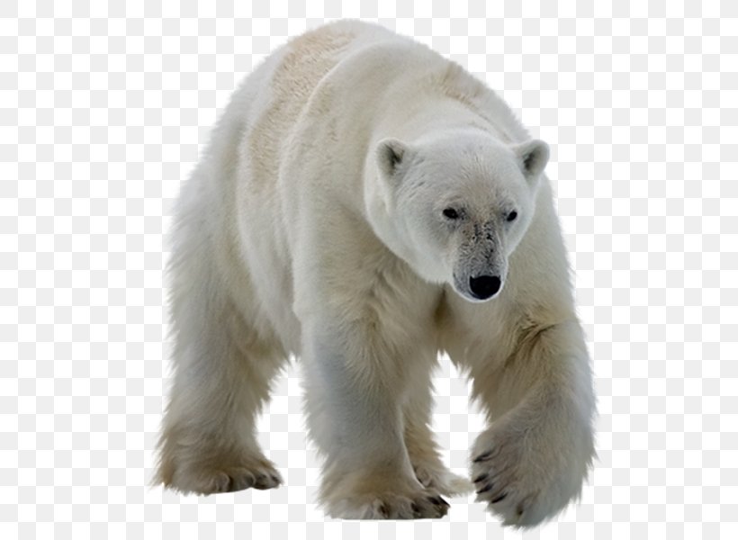 Polar Bear Giant Panda Clip Art, PNG, 574x600px, Polar Bear, Bear, Brown Bear, Carnivoran, Giant Panda Download Free
