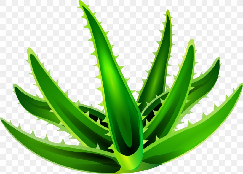 Aloe Vera Euclidean Vector, PNG, 1595x1142px, Aloe Vera, Aloe, Artworks, Element, Grass Download Free