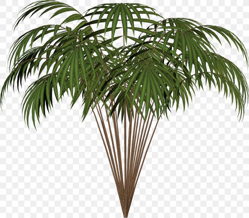 Arecaceae Asian Palmyra Palm Date Palm Houseplant Coconut, PNG, 1140x998px, Arecaceae, Arecales, Asian Palmyra Palm, Borassus, Borassus Flabellifer Download Free