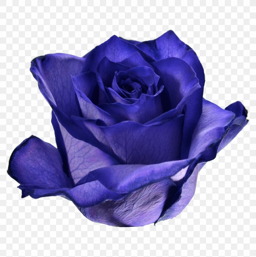 Blue Rose Garden Roses Cabbage Rose Cut Flowers, PNG, 1411x1417px, Blue Rose, Blue, Cabbage Rose, Cobalt Blue, Cut Flowers Download Free