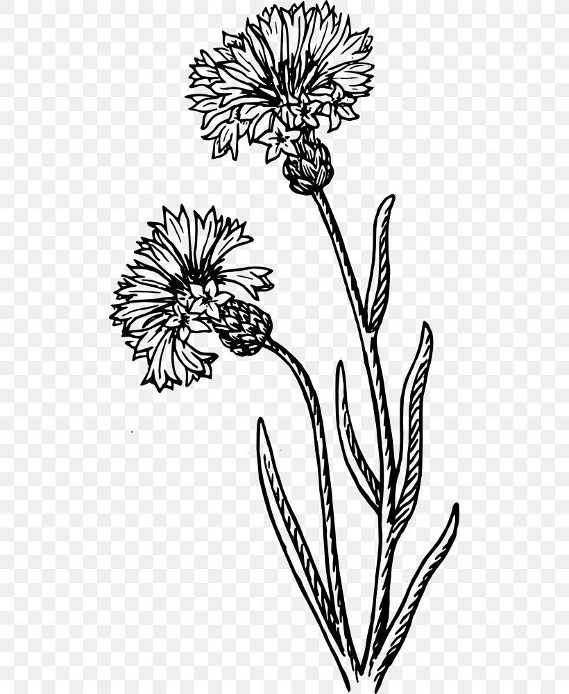 Cornflower Drawing Watercolor Painting, PNG, 505x1000px, Cornflower, Artwork, Black And White, Blue Flower, Branch Download Free