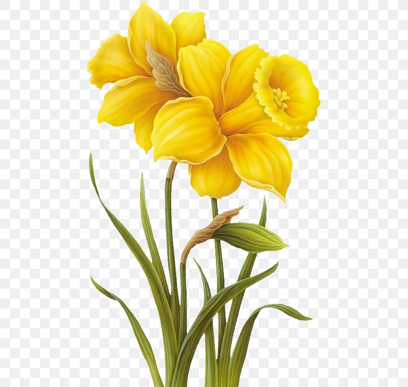 Daffodil Flower Botanical Illustration Watercolor Painting, PNG, 471x778px, Daffodil, Amaryllis Family, Botanical Illustration, Botany, Cut Flowers Download Free