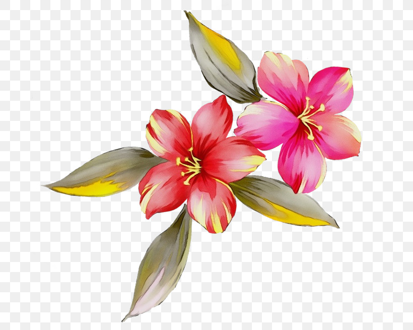 Flower Petal Plant Watercolor Paint Pink, PNG, 700x655px, Watercolor, Amaryllis Belladonna, Amaryllis Family, Blossom, Flower Download Free