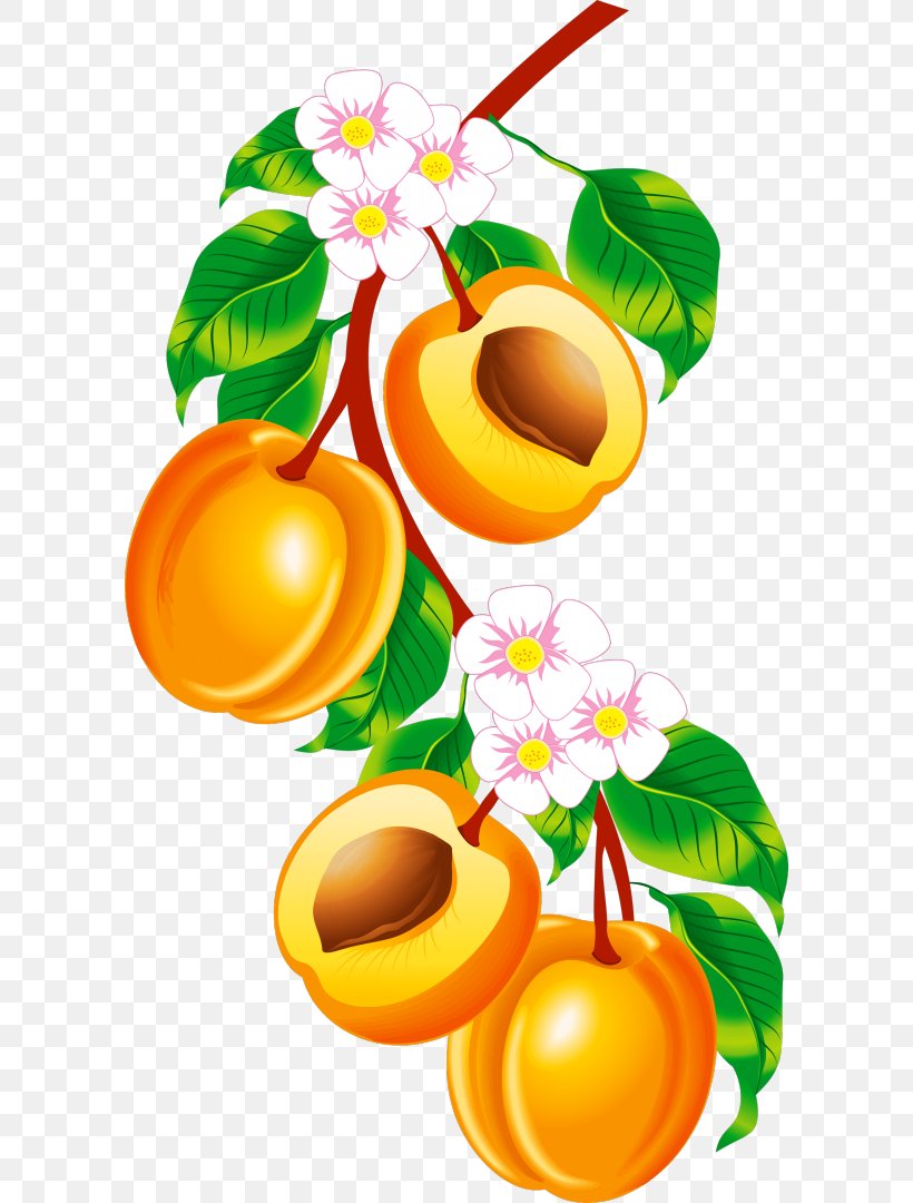 Fruit Peach Clip Art, PNG, 596x1080px, Fruit, Apricot, Carambola, Citrus, Flower Download Free