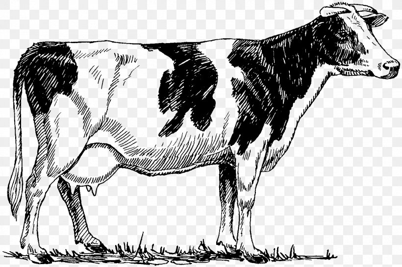 Holstein Friesian Cattle Highland Cattle Beef Cattle Drawing, PNG, 1508x1004px, Holstein Friesian Cattle, Beef Cattle, Black And White, Bull, Calf Download Free