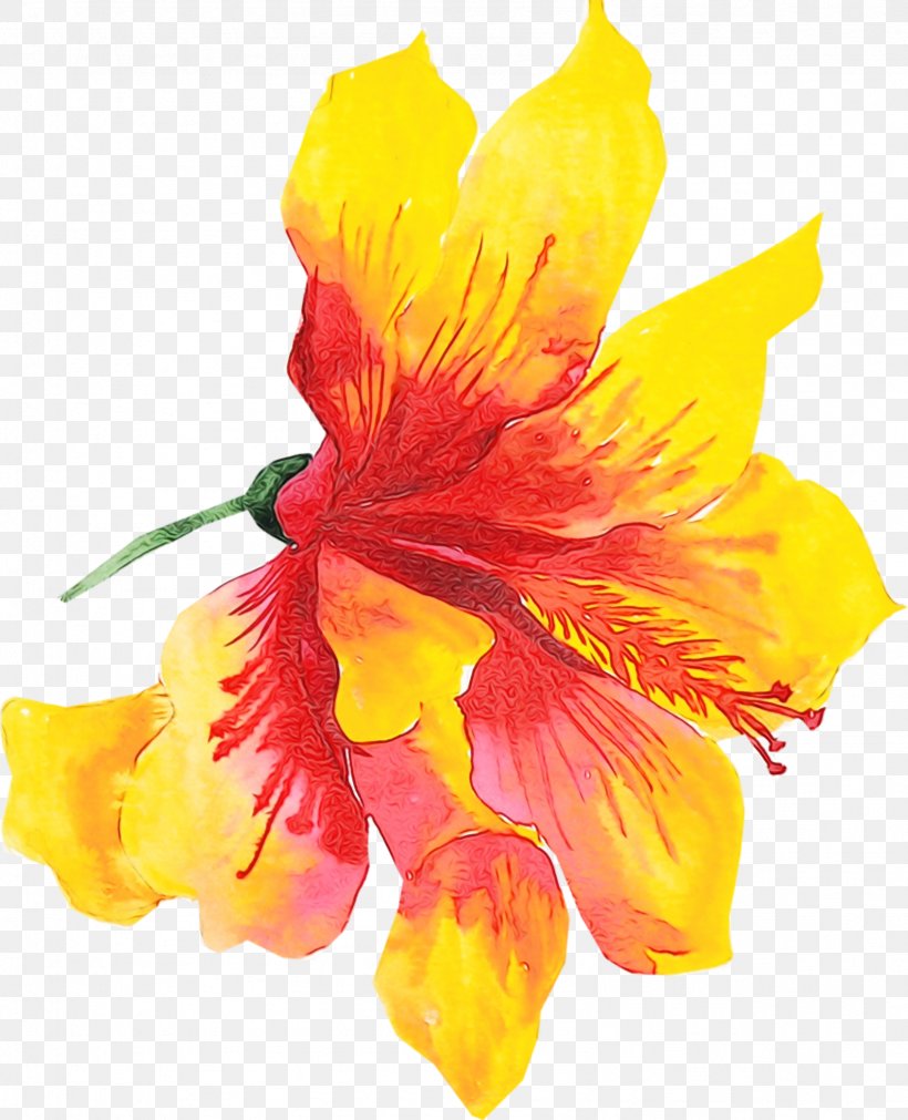 Orange, PNG, 1586x1957px, Watercolor, Cut Flowers, Flower, Flowering Plant, Hawaiian Hibiscus Download Free