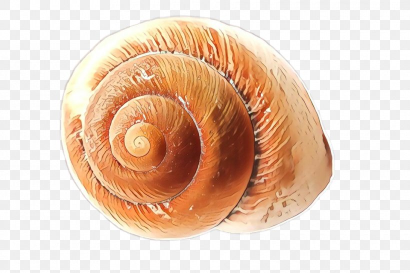 Snail Cartoon, PNG, 960x640px, Snail, Ammonoidea, Cockle, Conch, Conchology Download Free