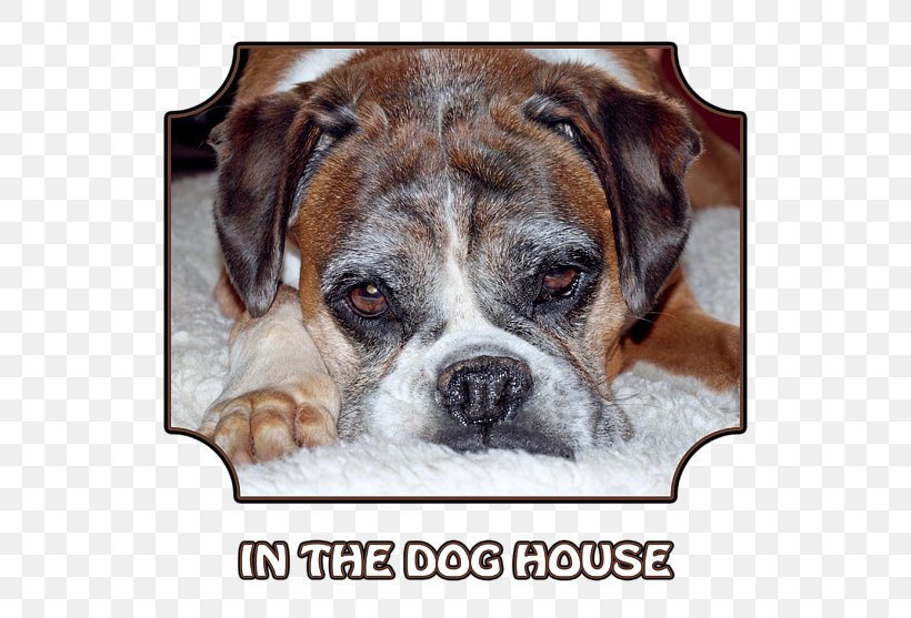 Valley Bulldog Toy Bulldog Olde English Bulldogge Boxer, PNG, 600x557px, Valley Bulldog, Art, Art Museum, Boxer, Breed Download Free