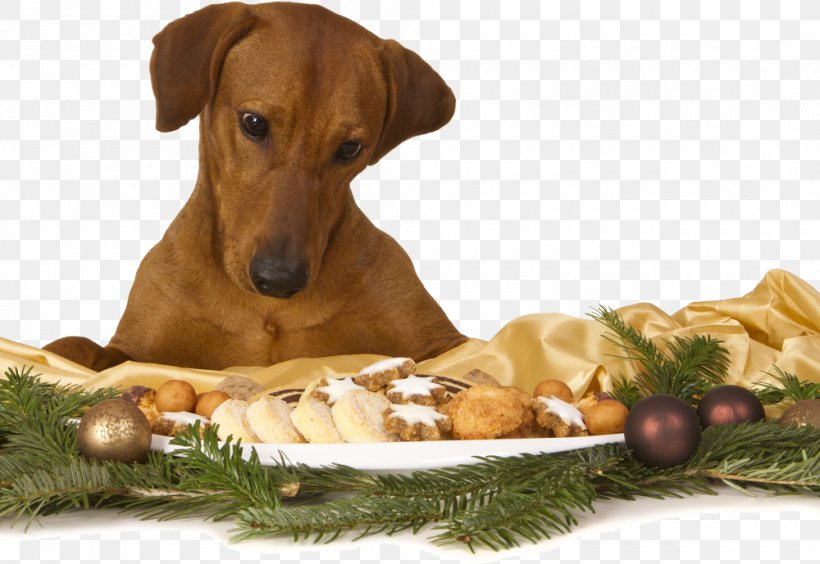 Canadian Eskimo Dog Puppy Dog Training Dog Breed Dog Food, PNG, 1000x689px, Canadian Eskimo Dog, Azawakh, Breed, Carnivoran, Christmas Download Free