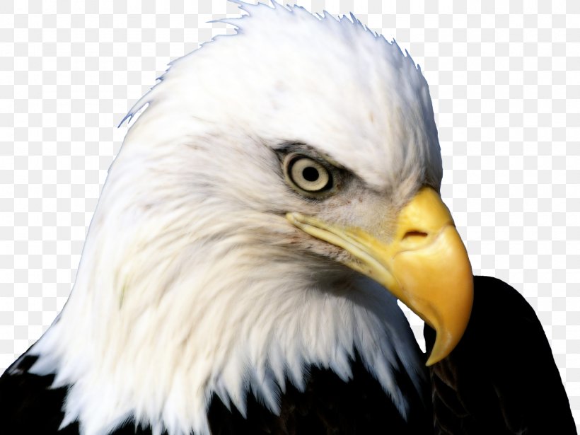 Bald Eagle Bird Of Prey White-tailed Eagle, PNG, 1280x960px, Bald Eagle, Accipitriformes, Beak, Bird, Bird Nest Download Free