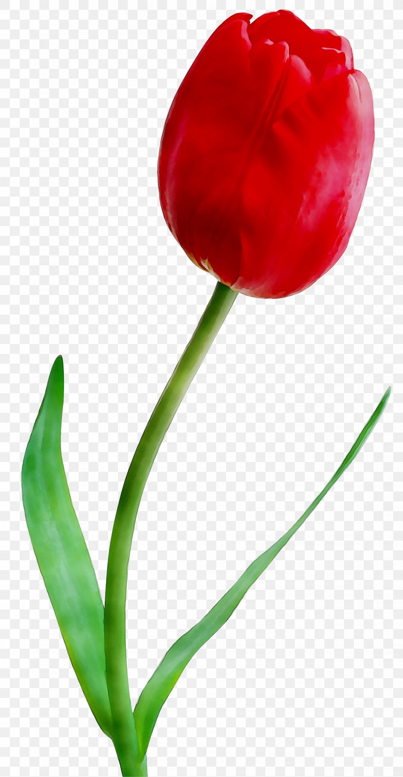 Clip Art Tulip Lily Flower, PNG, 1647x3176px, Tulip, Anthurium, Bog Arum, Botany, Bud Download Free
