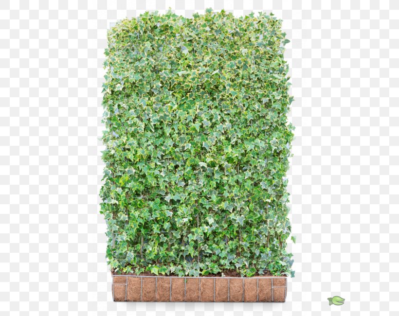 Common Ivy Hedge Shrub European Hornbeam Evergreen, PNG, 650x650px, Common Ivy, Centimeter, Dart, European Hornbeam, Evergreen Download Free