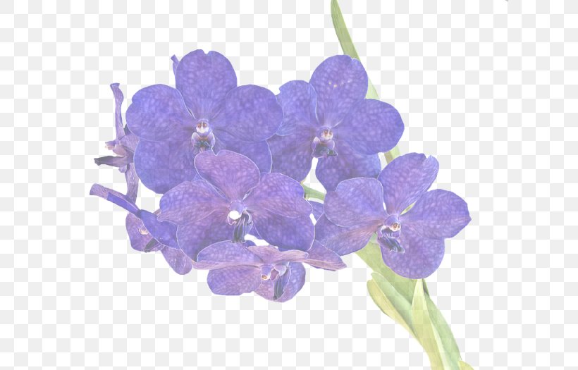 Lavender, PNG, 700x525px, Flower, Cut Flowers, Dendrobium, Flowering Plant, Lavender Download Free