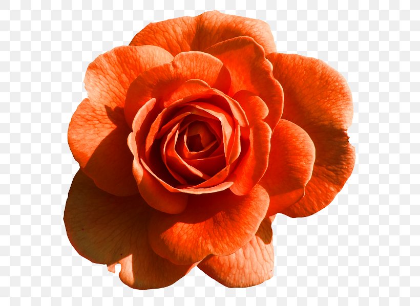 Rose Flower, PNG, 600x598px, Rose, Close Up, Color, Cut Flowers, Floral Design Download Free