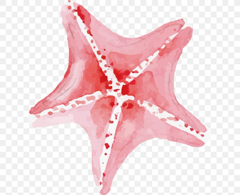 Starfish Pisaster Brevispinus, PNG, 625x668px, Watercolor, Cartoon, Flower, Frame, Heart Download Free