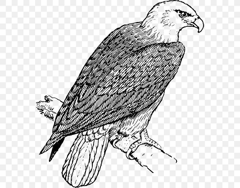 Bald Eagle Coloring Book Child, PNG, 574x640px, Bald Eagle, Animal, Beak, Bird, Bird Of Prey Download Free