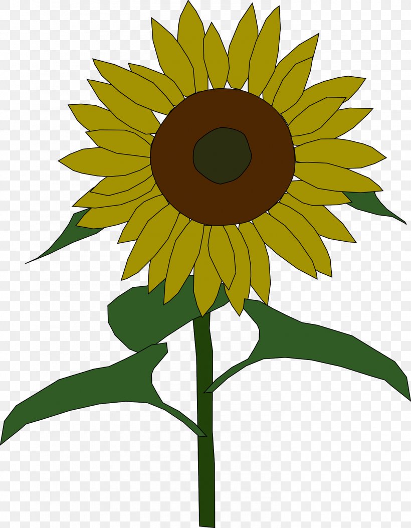 Common Sunflower Sunflower Seed Drawing Clip Art, PNG, 1494x1920px, Common Sunflower, Color, Daisy Family, Drawing, Flower Download Free