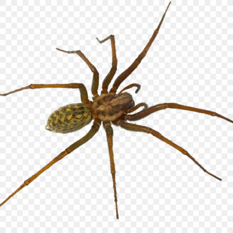 Hobo Spider Pest Control Tegenaria Domestica, PNG, 1024x1024px, Spider, Arachnid, Araneus, Araneus Cavaticus, Arthropod Download Free