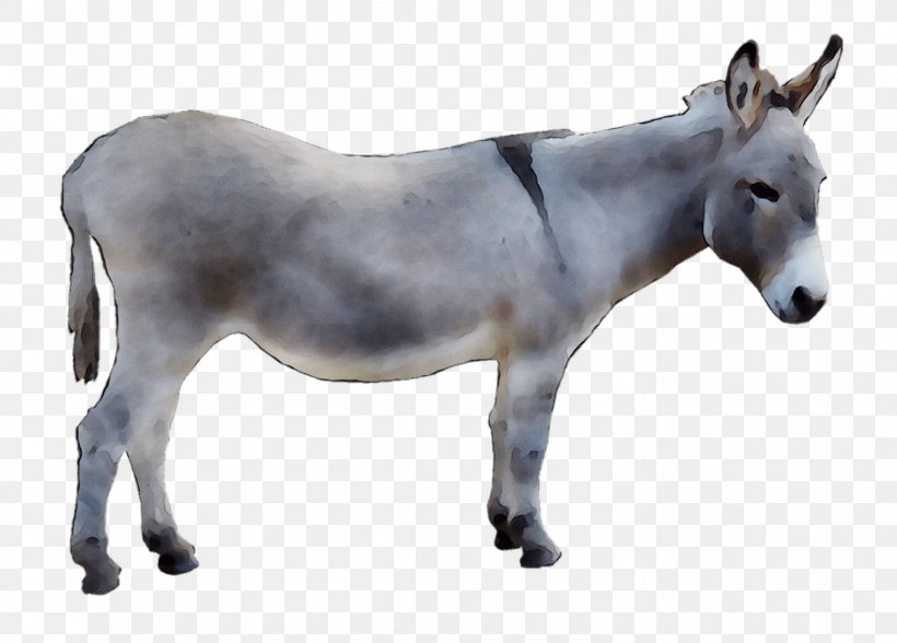 Mule Mustang Donkey Rein Halter, PNG, 1492x1071px, Mule, Animal, Animal Figure, Burro, Donkey Download Free