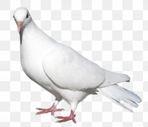 All Pigeon Bird Images Free Download