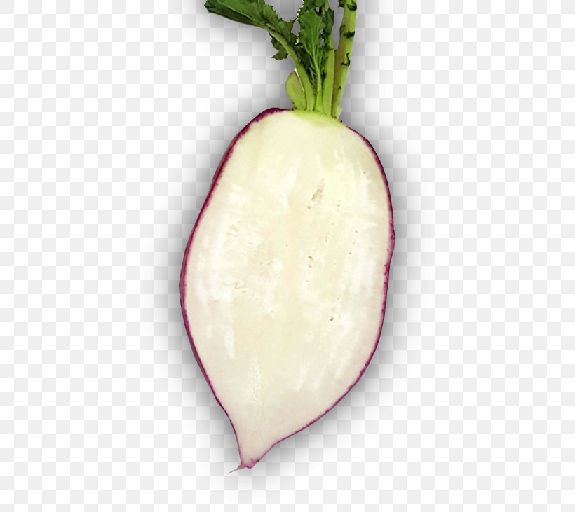 Radish Turnip Kohlrabi, PNG, 439x731px, Radish, Food, Kohlrabi, Turnip, Vegetable Download Free