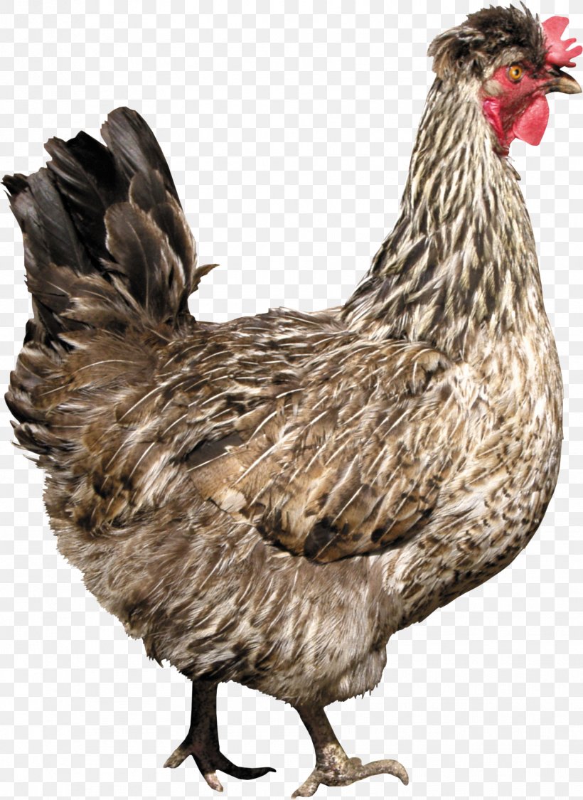 Solid White Fried Chicken, PNG, 1812x2486px, Chicken, Beak, Bird, Chicken Meat, Display Resolution Download Free