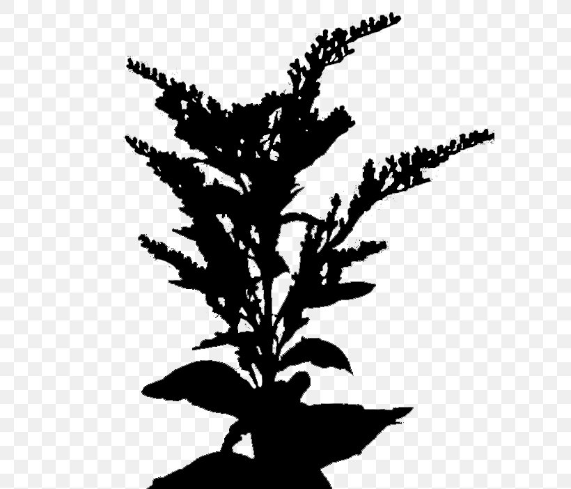 Twig Plant Stem Flower Leaf Font, PNG, 600x702px, Twig, Blackandwhite, Flower, Flowering Plant, Houseplant Download Free