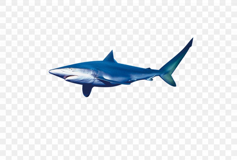 Blue Shark Tiger Shark, PNG, 4134x2793px, Shark, Blue, Blue Shark, Carcharhinus Amblyrhynchos, Cartilaginous Fish Download Free