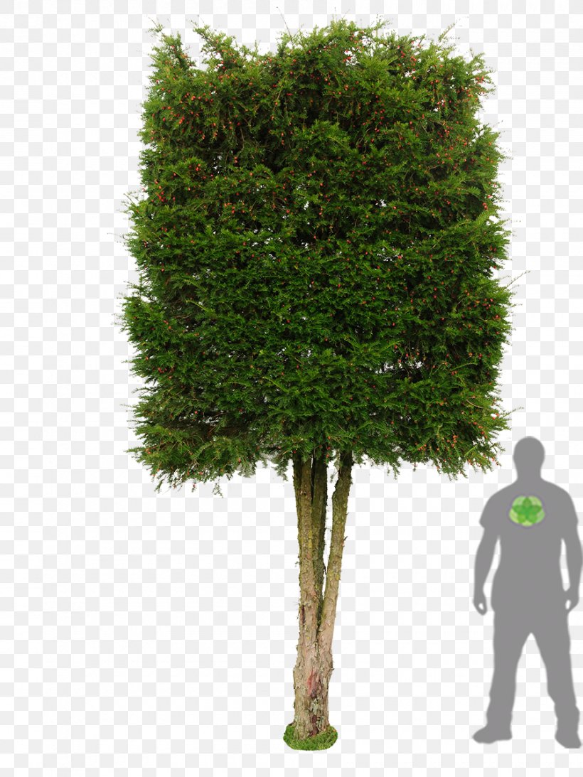 Tree English Yew Photinia Hedge Evergreen, PNG, 900x1200px, Tree, Arborvitae, Berry, Buxus Sempervirens, Embryophyta Download Free