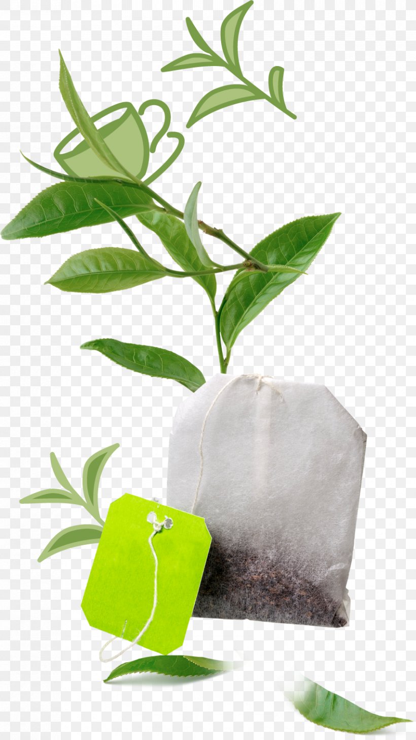 Herbalism Leaf Alternative Health Services, PNG, 852x1513px, Herb, Alternative Health Services, Flowerpot, Herbal, Herbalism Download Free