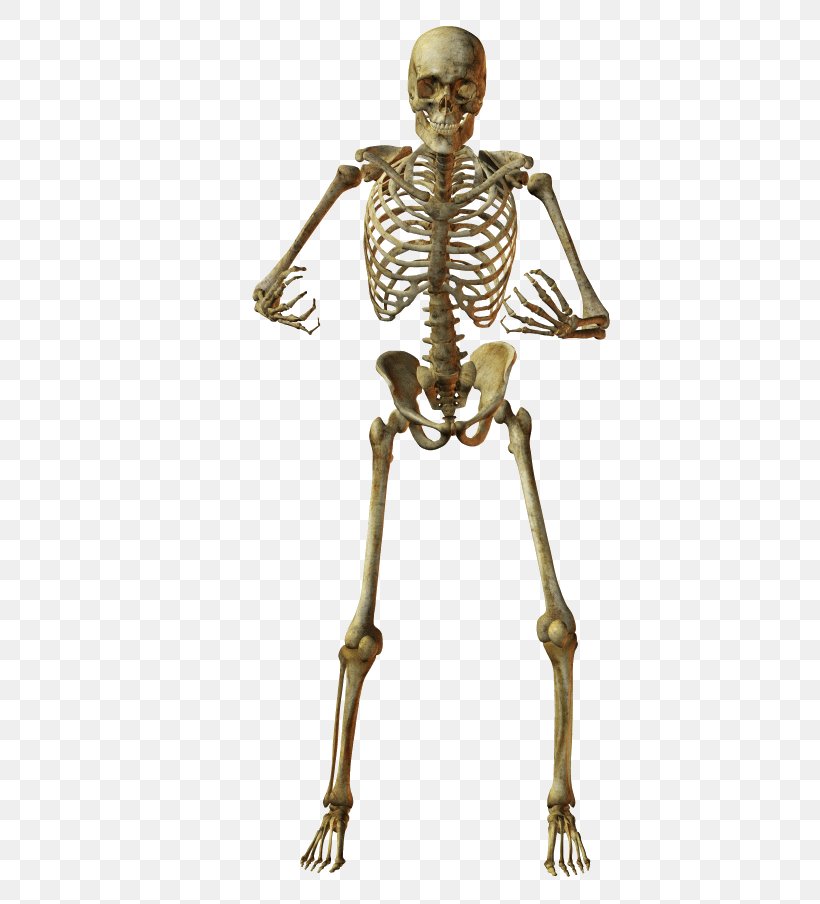 Human Skeleton Skull, PNG, 500x904px, Skeleton, Anatomy, Bone, Human, Human Skeleton Download Free
