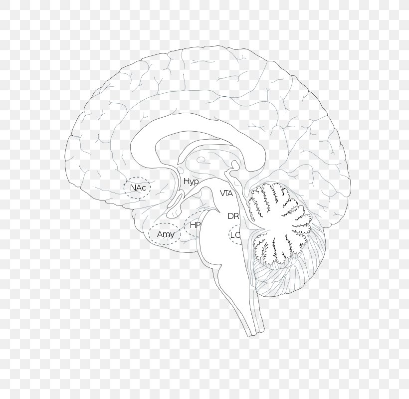 Sketch Brain Product Design Line Art, PNG, 609x800px, Watercolor, Cartoon, Flower, Frame, Heart Download Free