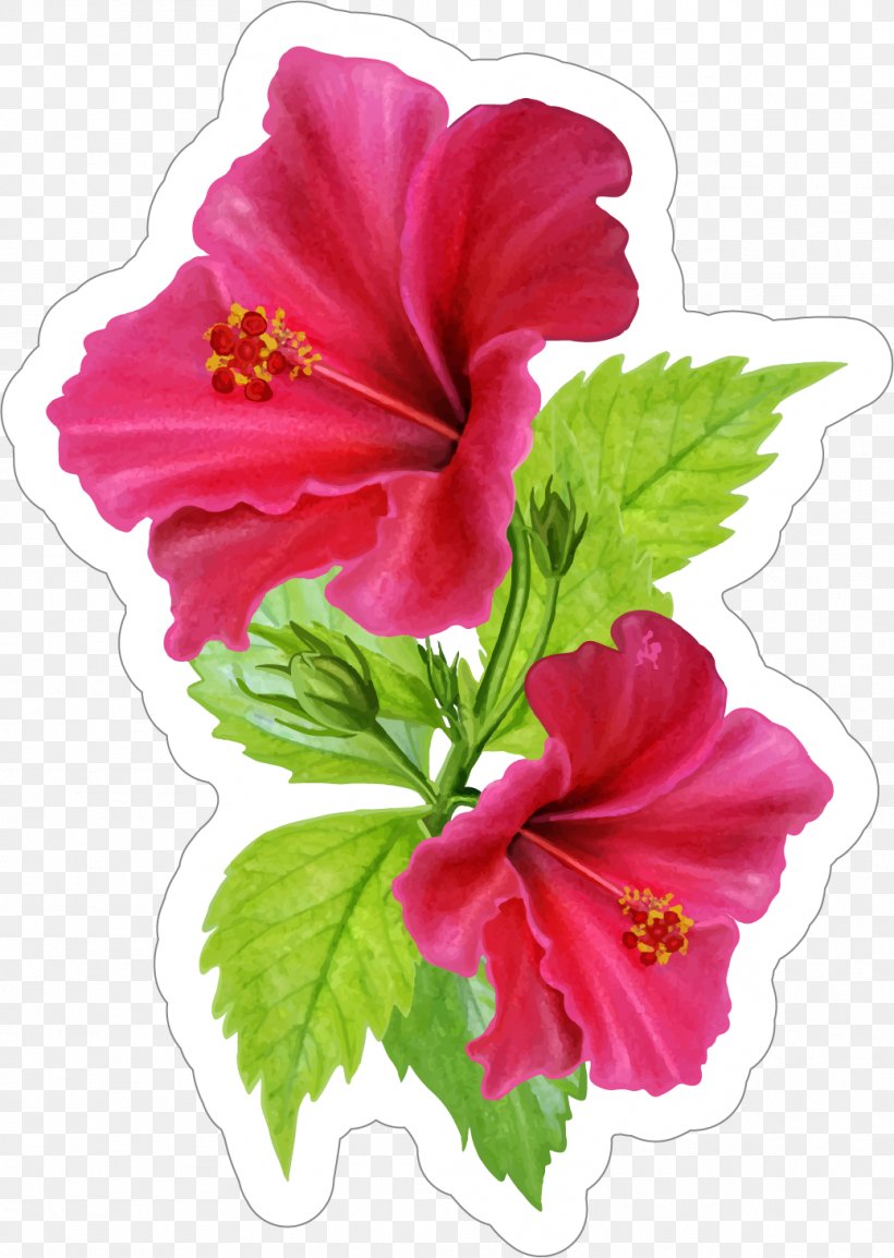 Sticker Vector Graphics Flower Decal, PNG, 1038x1462px, Sticker, Botany, Chinese Hibiscus, Decal, Floral Design Download Free