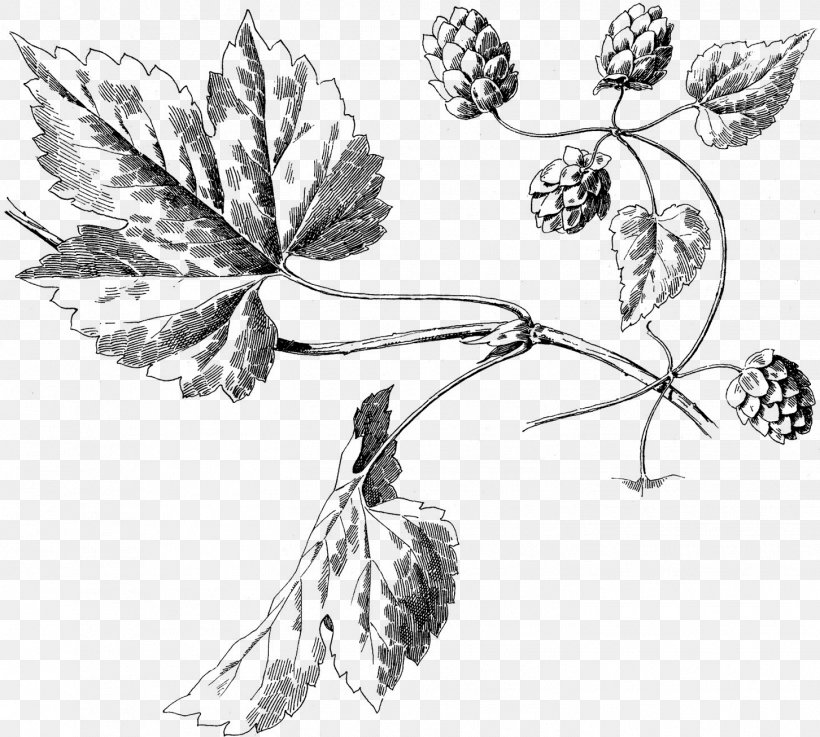 Turgua Brewing Botanical Illustration Botany Hops Harvard University Herbaria, PNG, 1452x1306px, Botanical Illustration, Artwork, Black And White, Botany, Branch Download Free