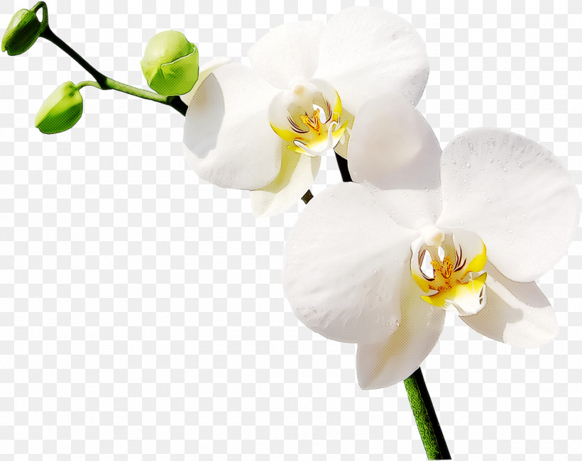 Flower Moth Orchid White Plant Petal, PNG, 1600x1269px, Flower, Branch, Cut Flowers, Moth Orchid, Orchid Download Free