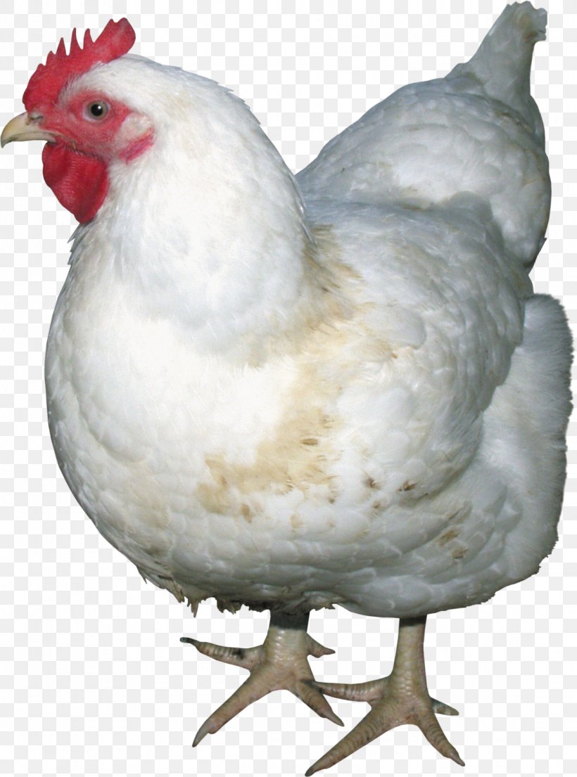Fried Chicken Chicken Meat, PNG, 1139x1536px, Chicken, Beak, Bird, Chicken Meat, Feather Download Free