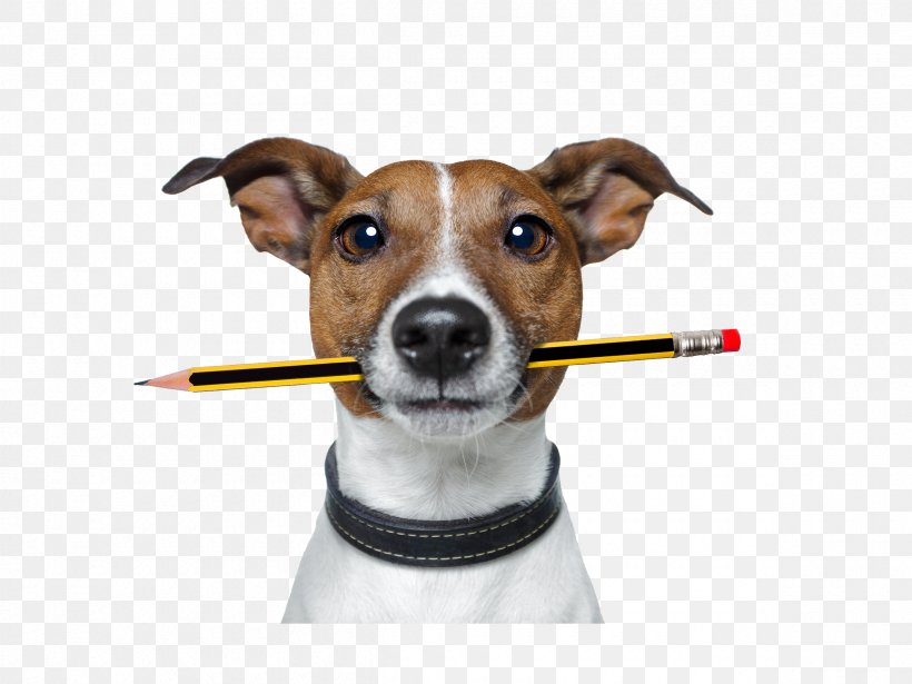 Pet Sitting Jack Russell Terrier Dog Walking Puppy Dog Daycare, PNG, 2400x1800px, Pet Sitting, Animal Shelter, Carnivoran, Dog, Dog Breed Download Free