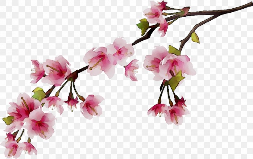 Polohovyy Budynok Photography Cherry Blossom Fouseki, Antonia, & Co E.E. Wall Decal, PNG, 1189x749px, Photography, Art, Athens, Blossom, Branch Download Free