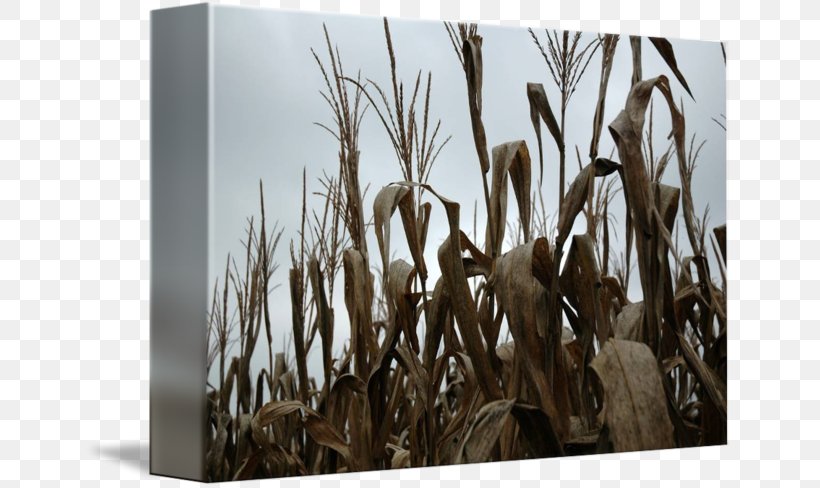 Bamboo Stock Photography Wood Grasses Phragmites, PNG, 650x488px, Bamboo, Branch, Branching, Commodity, Grass Download Free