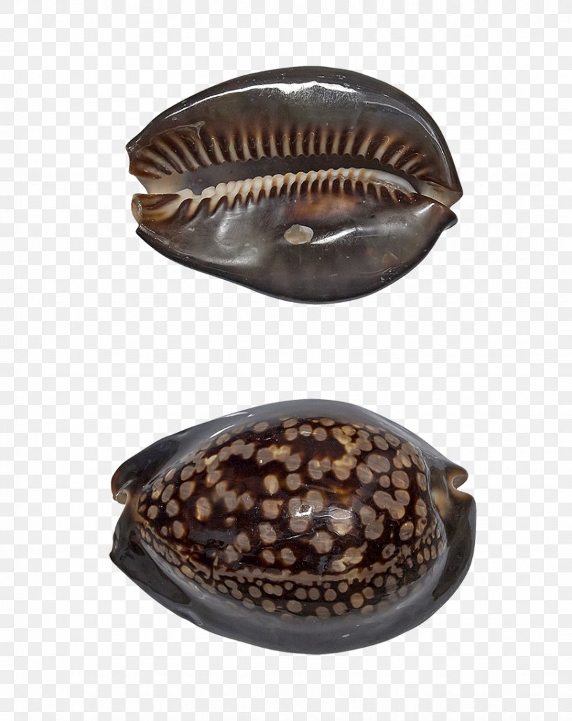 Cowry Seashell Oyster Mussel Clam, PNG, 873x1100px, Cowry, Charm Bracelet, Clam, Clams Oysters Mussels And Scallops, Craft Download Free