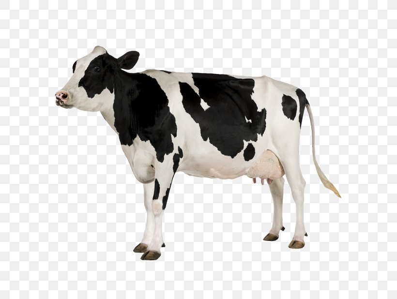 Holstein Friesian Cattle White Park Cattle Beef Cattle Milk Dairy Cattle, PNG, 618x618px, Holstein Friesian Cattle, Animal Figure, Beef Cattle, Calf, Cattle Download Free