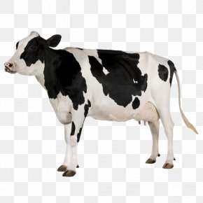 Holstein Friesian Cattle Gyr Cattle Milk Dairy Cattle, PNG, 865x923px ...