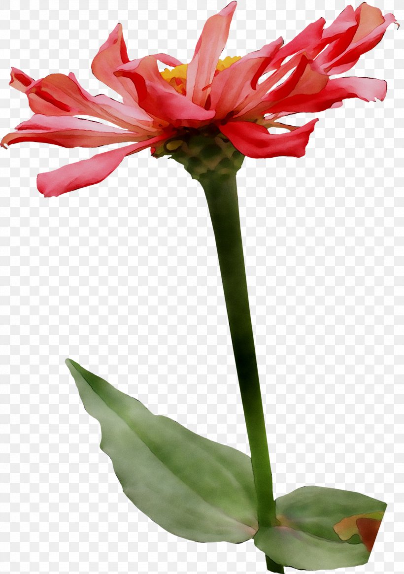 Amaryllis Jersey Lily Cut Flowers Plant Stem Flowerpot, PNG, 1259x1789px, Amaryllis, Amaryllis Family, Belladonna, Botany, Cut Flowers Download Free