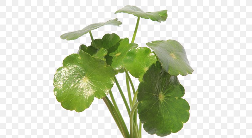 Centella Asiatica Dietary Supplement Hydrocotyle Sibthorpioides Cellulite Herb, PNG, 609x450px, Centella Asiatica, Annual Plant, Antibabypille, Cellulite, Centella Download Free